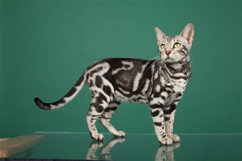 Image - Silver-Marble-Bengal-Cat-Kitten-Pictures.jpg | Animal Jam Clans ...