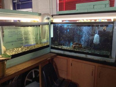 Aquaponics + Trout in the Classroom : 4 Steps - Instructables