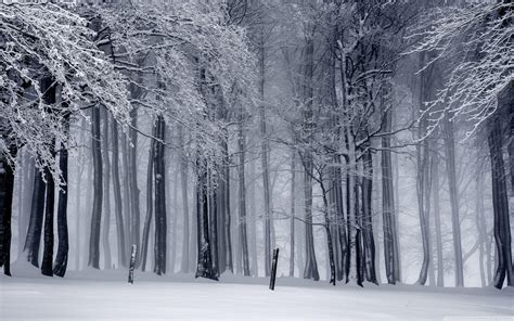 Winter Forest Desktop Wallpapers - Top Free Winter Forest Desktop Backgrounds - WallpaperAccess