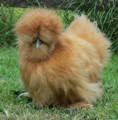 Buff Silkie Bantam Chicks - Baby Chickens for Sale | Cackle Hatchery®