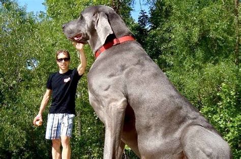 Pictures Of The Biggest Dog In The World