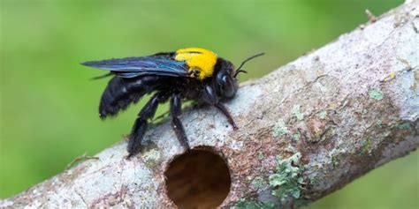 do carpenter bees make honey Archives - GFL Outdoors