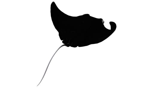 Manta Ray Silhouette at GetDrawings | Free download