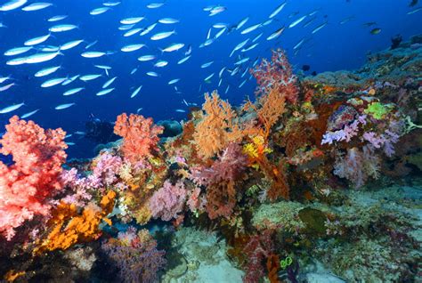 Diving in Cagayancillo in Sulu Sea | Discovery Fleet Philippines