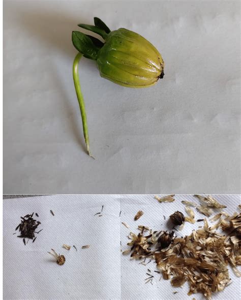 Collecting Dahlia Seeds - Key Guide [Updated 2023]