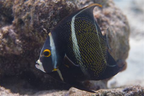 15 Awesome Types of Saltwater Angelfish | Build Your Aquarium