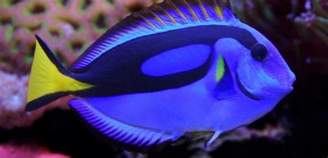 Want a Dory Look Alike Fish? This Is the Perfect Tank Addition | HuffPost