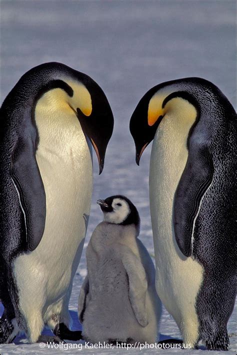 Emperor penguin couple with chick — Photo Tours