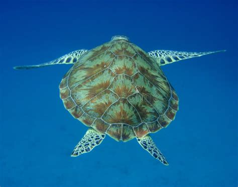 Sea Turtle Back Royalty Free Stock Image - Image: 9826556