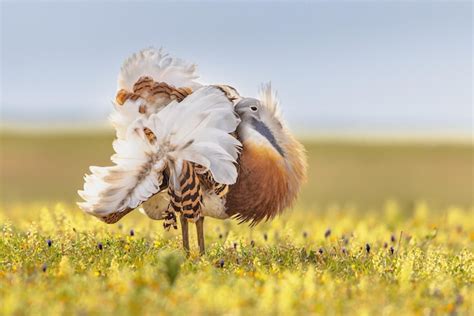 Premium Photo | Great bustard display in grassland