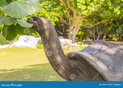 Aldabra Giant Tortoise, Turtle on the Beach Stock Image - Image of large, fauna: 164111353