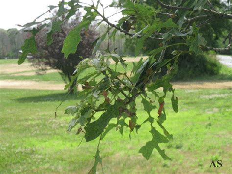 Gypsy Moth Tree Damage Examples