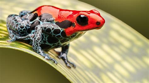 Poison Dart Frog, Red, Close-up - Jumping Poisonous Frogs - 1600x900 ...