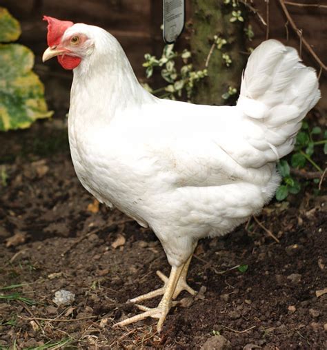 Types of Laying Hens | Modern Farming Methods | Laying hens, Urban chickens, Pet chickens