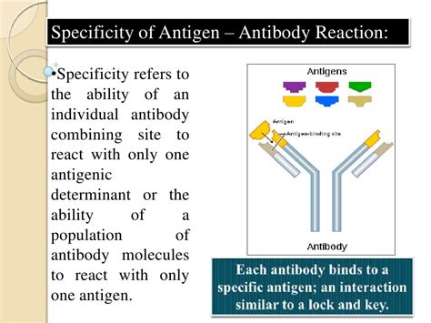 Antigen and antibody reaction