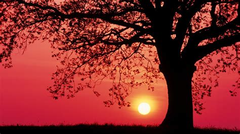 Tree silhouette, sunset, trees, grass, red sky HD wallpaper | Wallpaper ...