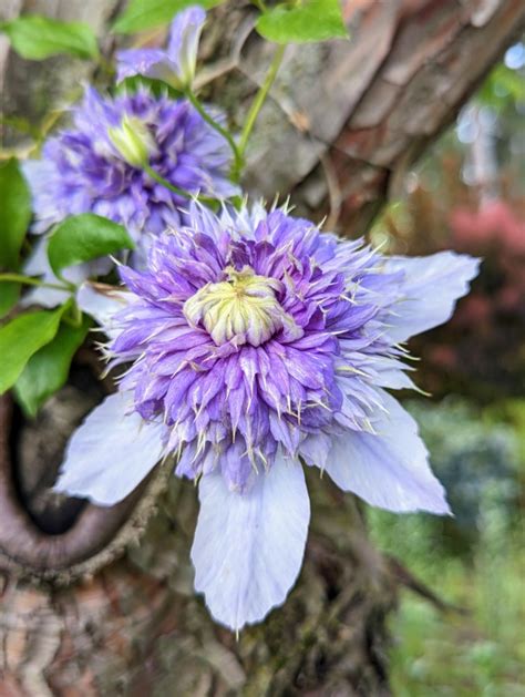 My Blooming Clematis Vines - The Martha Stewart Blog