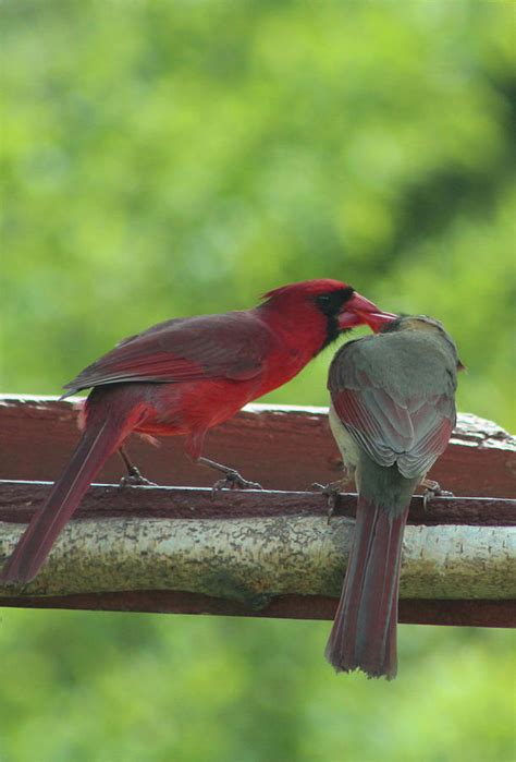 Mating Cardinals Photograph by Walter Stankiewicz