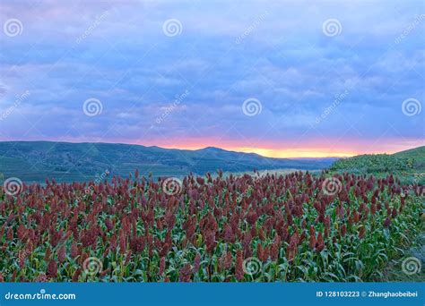 Sorghum Field in Sunset Glow Stock Image - Image of field, glow: 128103223