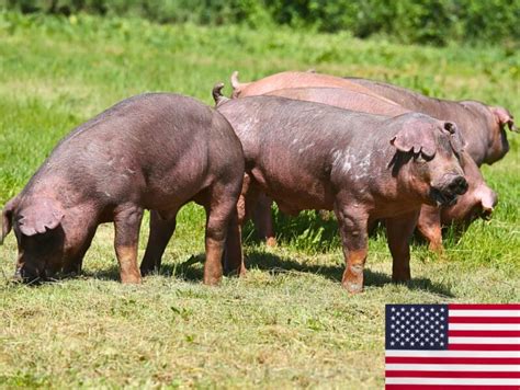 Duroc Pig Farming Guide: Raising this Valuable Meat-Improving Breed – FarmerDB