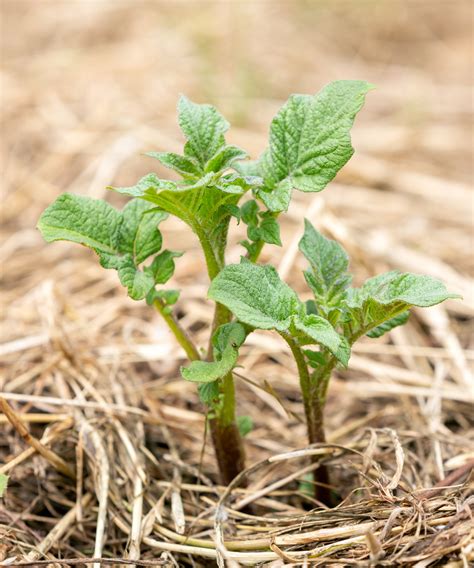 Using straw in the garden: expert tips for success | Homes & Gardens