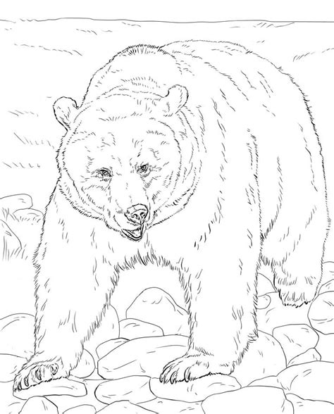 Realistic Brown Bear Coloring Page - Free Printable Coloring Pages for Kids