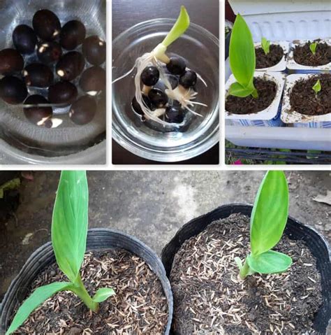 Canna Lily Seeds: Harvesting & Propagating Guide