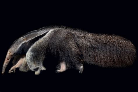 Nocturne, Creatures Of The Night by Traer Scott: Photos of the world's ...