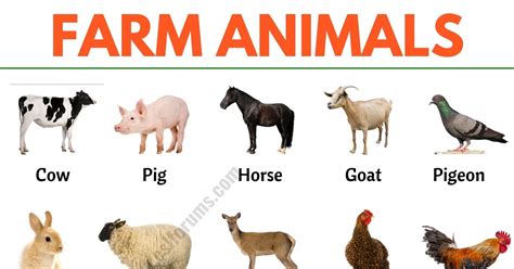 Farm Animals: List of 15+ Popular Farm/ Domestic Animals in English - ESL Forums