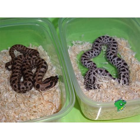 Diamondback Water Snake - Baby - Strictly Reptiles Inc.