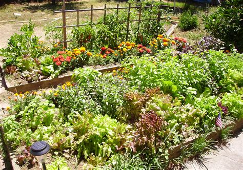 File:Raised bed.jpg - Wikimedia Commons