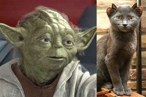 Yoda the cat with four ears | Cute cats, Cats, Cat photo