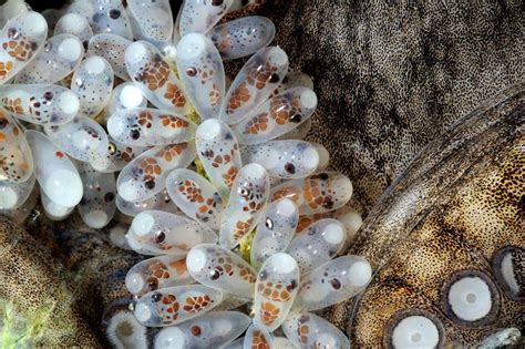 Amazing Cluster of Octopus Eggs - XciteFun.net