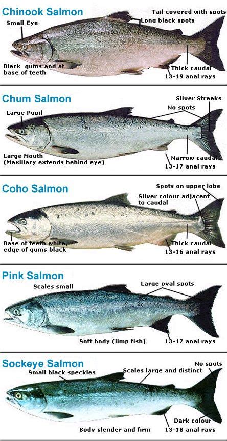 Can You Eat Chum Salmon? Delightful or Disastrous? - Healing Picks