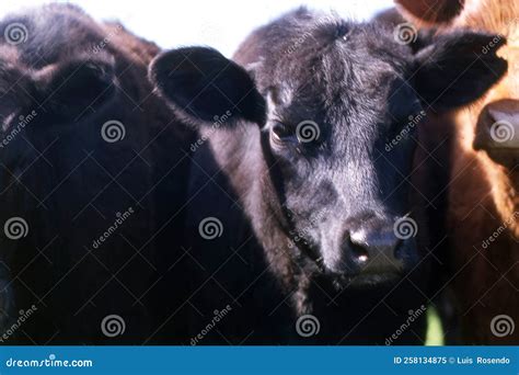 Cattle Raising with Natural Pastures in Pampas Countryside, La Pampa ...