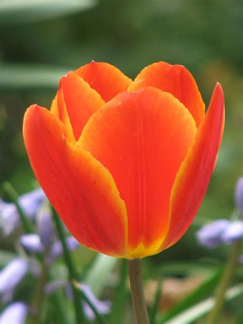 Tulip Orange - Toronto Bulk Flowers | Wholesale Tulip