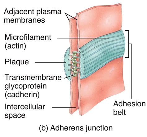 Adherens Junctions Diagram | Quizlet