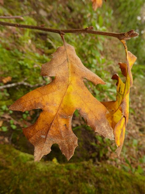 Black Oak Tree Leaves