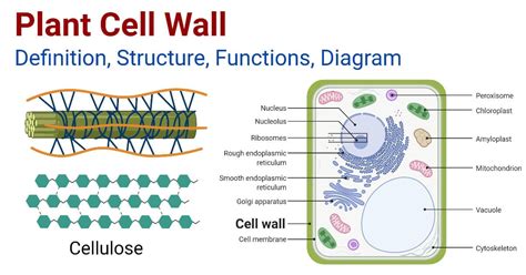 Plant Cell Wall: Structure, Functions, Diagram