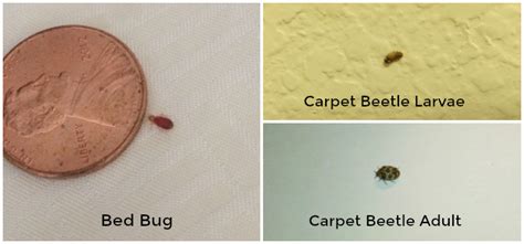 Carpet Beetles Or Bed Bugs | www.resnooze.com