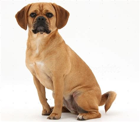 Puggle - Temperament, Lifespan, Shedding, Puppy