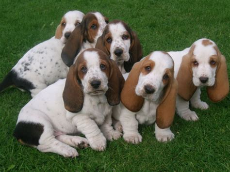 Basset Hound Puppies For Sale | Indianapolis Boulevard, North Township, IN | Basset hound puppy ...