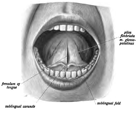 Sublingual Caruncle | News | Dentagama