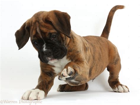 🔥 [80+] Boxer Dog Wallpapers | WallpaperSafari