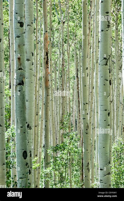 Aspen Trees,Bark,Silvery Birch,Trunks,Aspen,Colorado,USA Stock Photo - Alamy