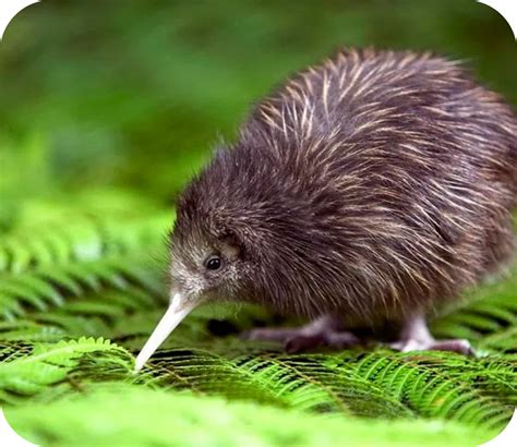 Best Place to See Kiwis in New Zealand | A&B