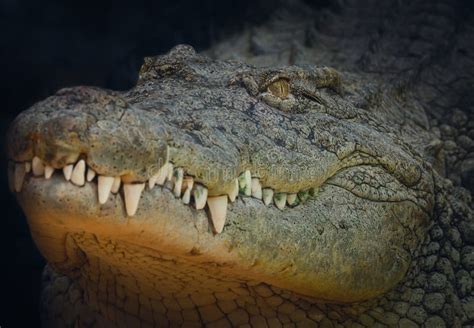 Nile Crocodile Portrait with Teeth Showing Stock Image - Image of africa, showing: 179837701