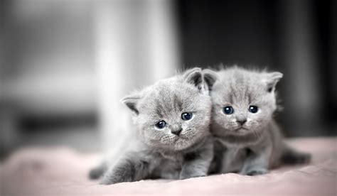 Top 10 Cat Cutest Breeds of 2021 that'll Make you feel like Cuddle them right off your screen ...