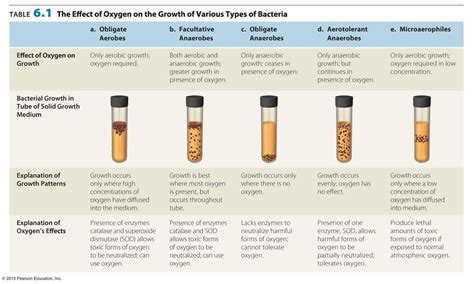 Aerobic Bacteria - SWO