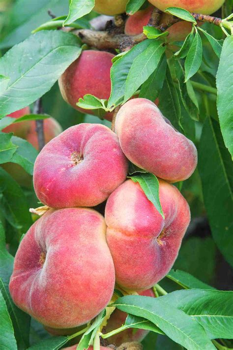 Dwarf Angel Peach™ - PlantNet® Australia